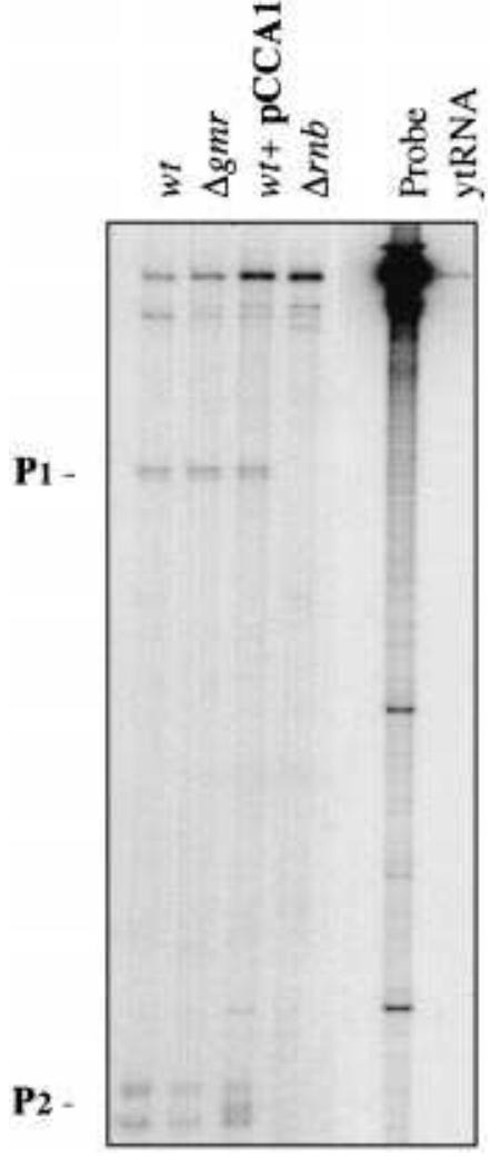 Fig. 4. S1 protection analysis of the rnb transcripts. S1 nuclease protection assays were performed to detect the 5’ termini of rnb transcripts in the wild-type strain MG1693 (wi), the wild-type strain expressing gmr in a low-copy plasmid CMA252 (wt + pCCA1) and the deletion strain of gmr CMA250 (Agmr). A 400 bp DNA fragment (Psti—Sal) labelled at the 5’ end with [y-°°P]-ATP was used as the probe (P) and hybridized with total RNA (50 jg) extracted from cells at exponential growth phase.  Several proteins are modulated at the level of protein 