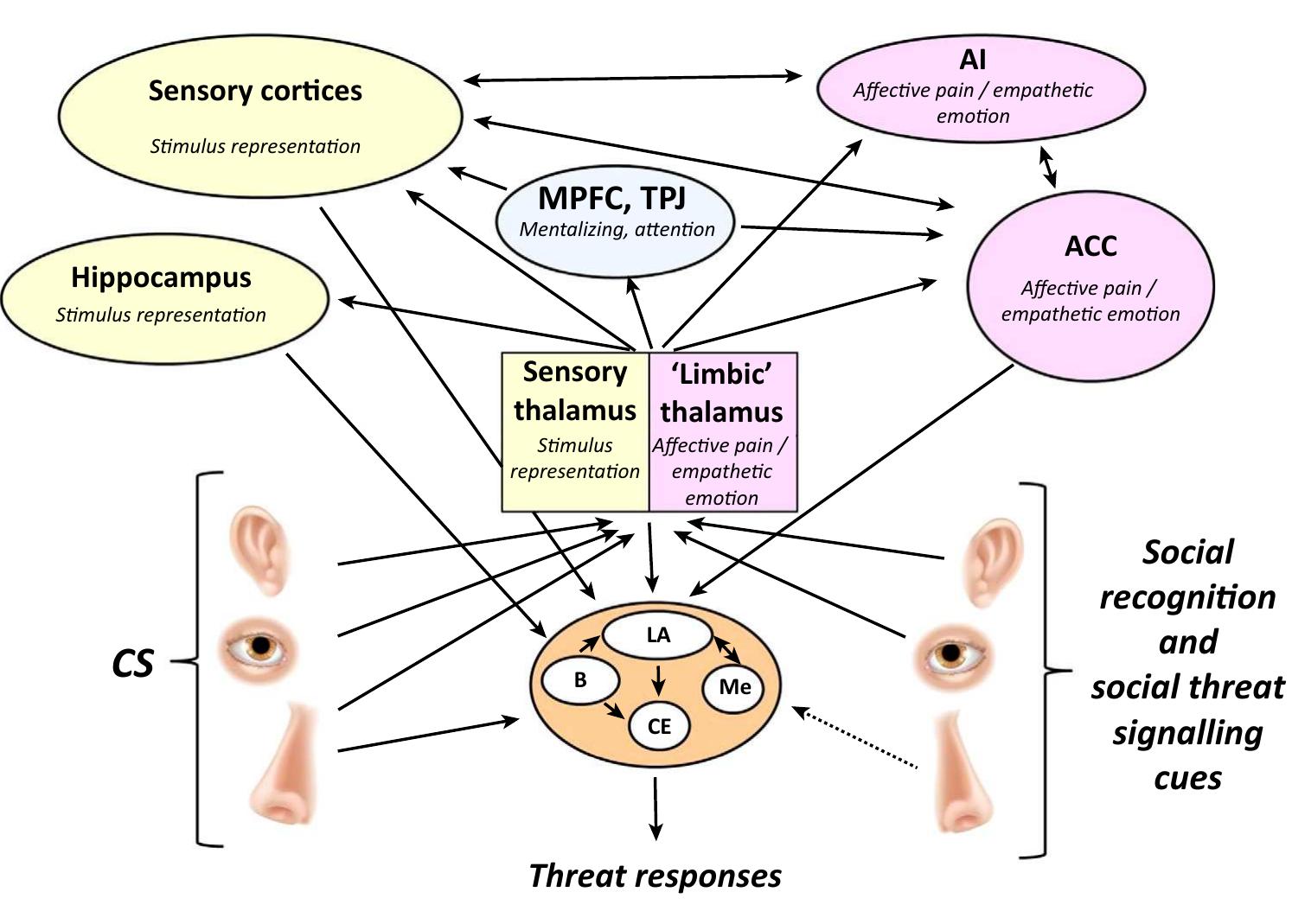 Figure 3. A Model of Neural Systems of SFL. The arrows describe the hypothetical flow of information between different functional brain regions that are most relevant to SFL. As in fear conditioning, the information about the CS and social cues signaling threat that is projected from the thalamus, hippocampus, and cortical sites (or directly to the amygdala as in the case of olfactory cues) converges in the LA. The LA projects to the CE that sends outputs to sites and systems directly controlling threat responses. Some information (€.g., about the context where learning occurs) reaches the LA through B and some other cue representations project to the CE without the LA being involved. The Me mediates social behavior and has bidirectional connections with the LA. The affective pain processing system, including midline nuclei of the thalamus (the limbic thalamus), the ACC and the Al are believed to process information about social cues signaling fear. The ACC-amygdala projections appear critical for the delivery of the information about social cues signaling threat to the amygdala. SFL is modified by the MPFC, which is responsible for interpretation of the other’s mental state and TP that controls attention processes during learning. The broken line represents a hypothetical alarm chemosignaling pathway that has been characterized in rodents but is mostly unknown in humans. Abbreviations: ACC, anterior cingulate cortex; Al, anterior insula; B, basal nucleus of the amygdala; CE, central nucleus of the amygdala; CS, conditioned stimulus; LA, lateral nucleus of the amygdala; Me, medial nucleus of the amygdala; MPFC, medial prefrontal cortex; SFL, social fear learning; TPJ, temporal-parietal junction. 