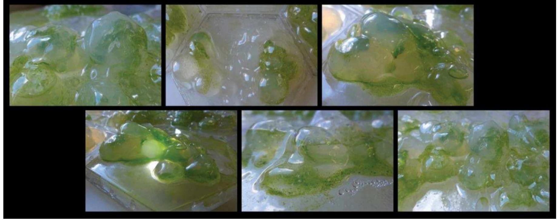Figure 14 "Vacuum Formed Bubble Containers", Bioreactors, Source: Author, MArch AD Syn[Eco] Plasm (2015,  2005 and Kapdan and Kargi, 2006) and potential improvement in electricity generation  Our initial step, post establishing the algae cultures was to observe their behaviour in static, gel-based bio-reactors. The BIQ Algae House in Hamburg is designed with Liquid-based Photo Bioreactors, we began exploring the option of designing more solid bio reactors that would be static yet porous enough to allow  the algae to perform photosynthesis. 
