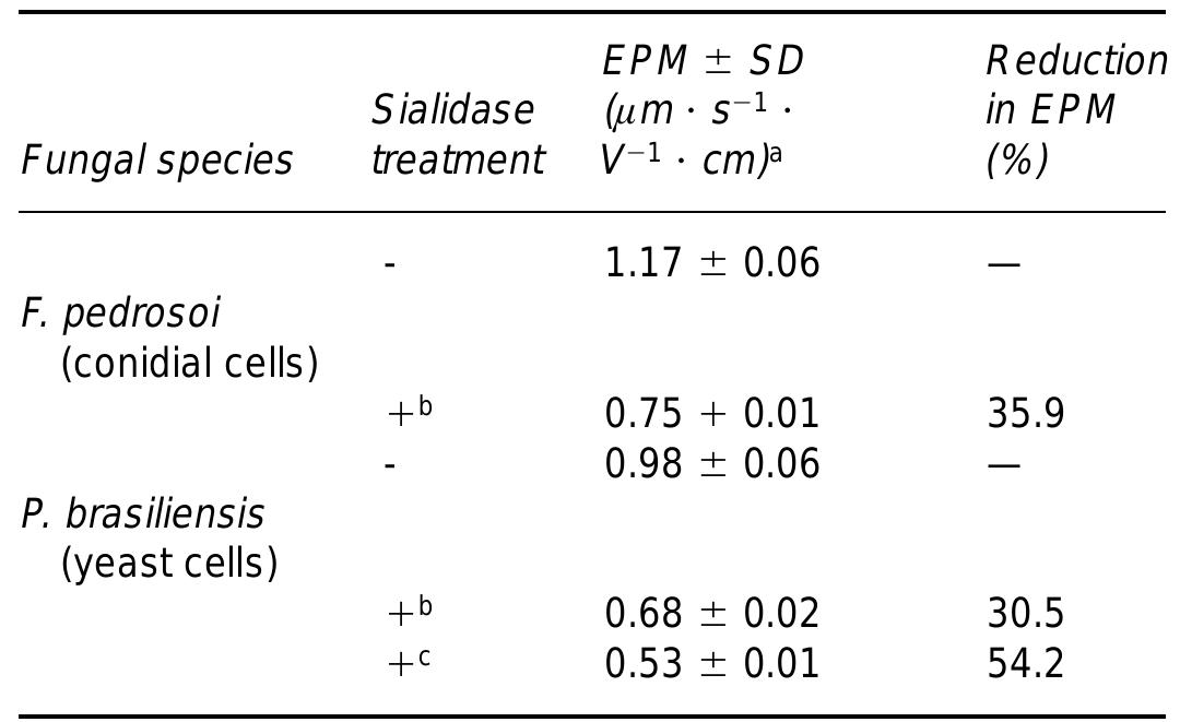 Table 2. Electrophoretic mobility (EPM) of F. pedrosoi and P. brasiliensis before and after treatment with sialidase, showing the contribution of sialic acids to the negative surface charge of these human pathogenic fungi.  Electrophoretic mobility is determined using the following equation: EPM =(d/) x (D/V), where d is the distance (in um) covered by cells during measurement (usually 16 pm); tis the time (in seconds) required by a cell to cover the distance d; D is the distance between the two electrodes (18 cm); and Vis the potential applied to the electrodes. ‘Treatment with 0.4 units/ml of sialidase from Clostridium perfringens. ‘Treatment with 0.4 units/ml of sialidase from Vibrio cholerae. 