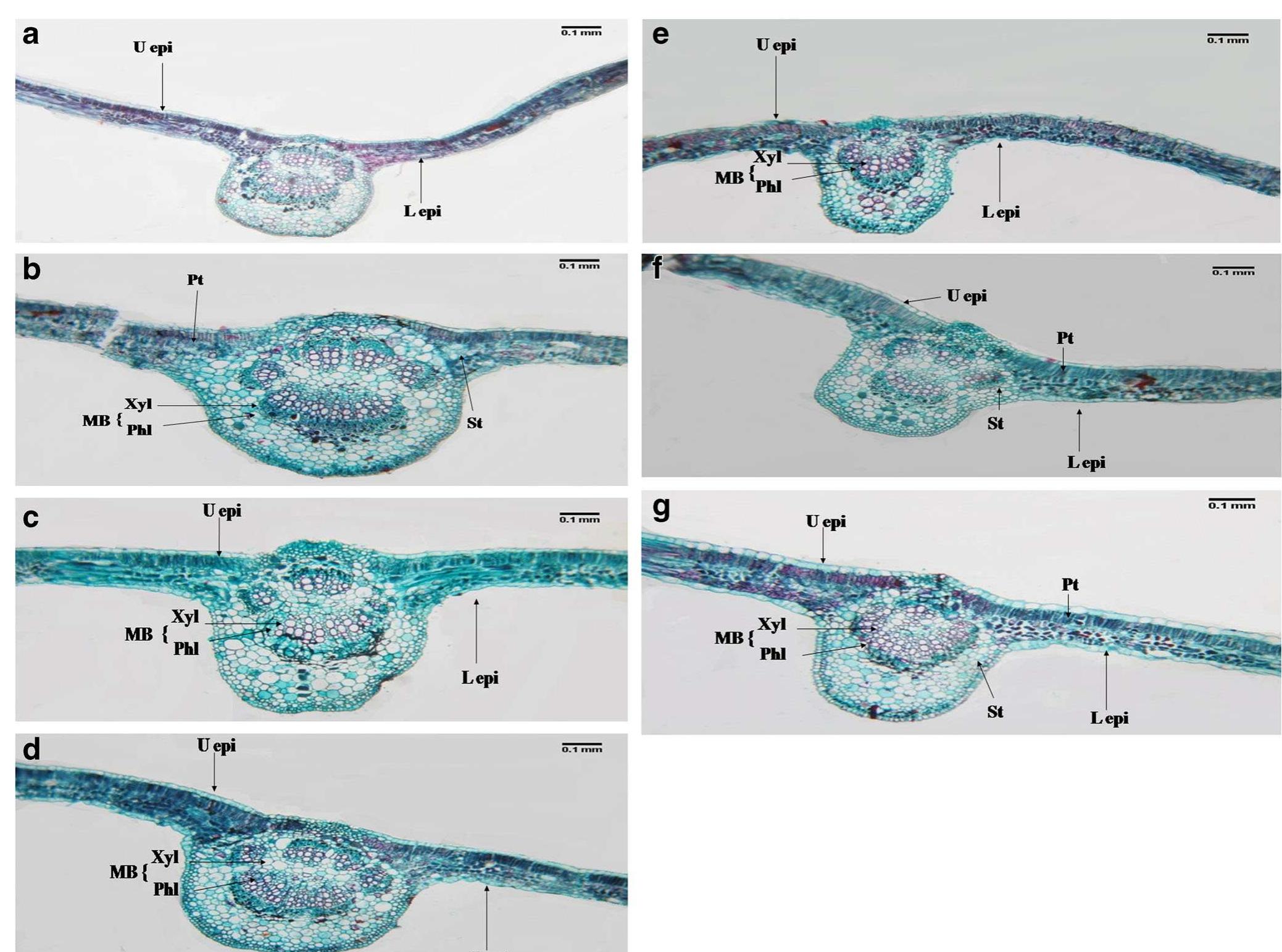 Fig. 5 Effect of five BCAs and Bellis fungicide on leaf anatomy of grapevine in the second season (2015). a Control, b S. violatus, ¢ S. viridosporus, d S. cerevisiae, e T. harzianum, f T. viride, and g Bellis  fungicide. U epi: Upper epidermis, Pt: Palisade tissue, St: Spongy tissue, L epi: Lower epidermis, MB: Midvein bundle, Xyl: Xylem, Phl: Phloem 