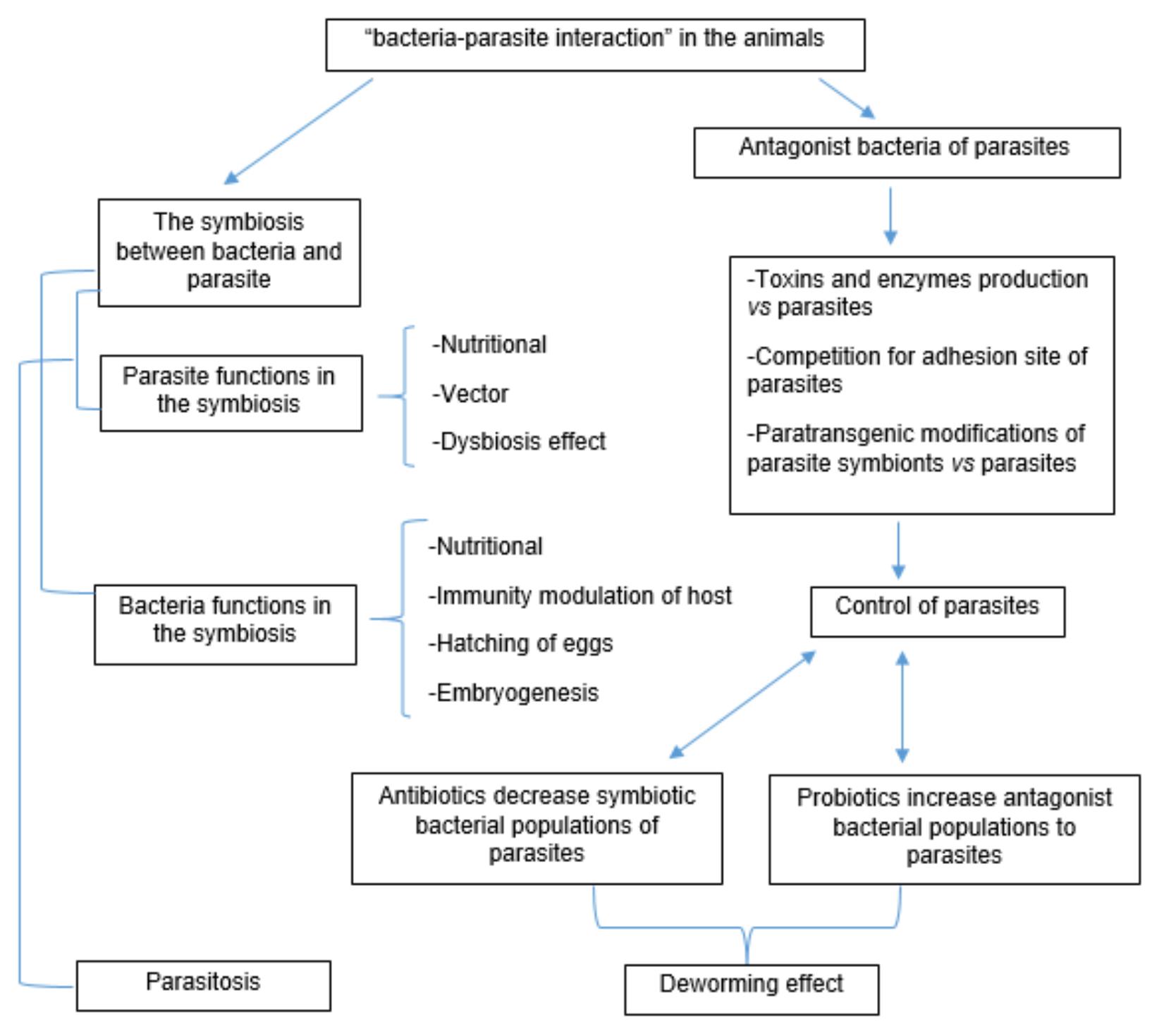 Figure 1: The “bacteria-parasite interaction” in the parasitosis of animals. The diagram shows the symbiont and  antibiotics, as well as the increase of the parasite antagonist bacterial population as deworming therapy. 