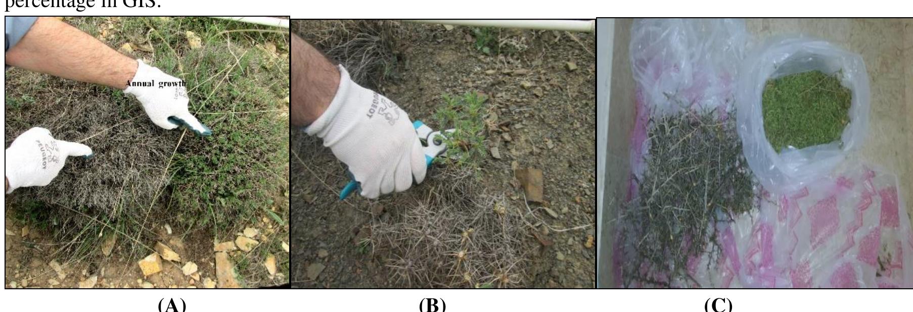 Fig. 3. A) Measurement of rangelands production by evaluating the annual vegetation growth, B) Estimation of rangelands production by cut and weighting method for grasses and shrub species, C) Separation of annual growth by drying shrub species. 