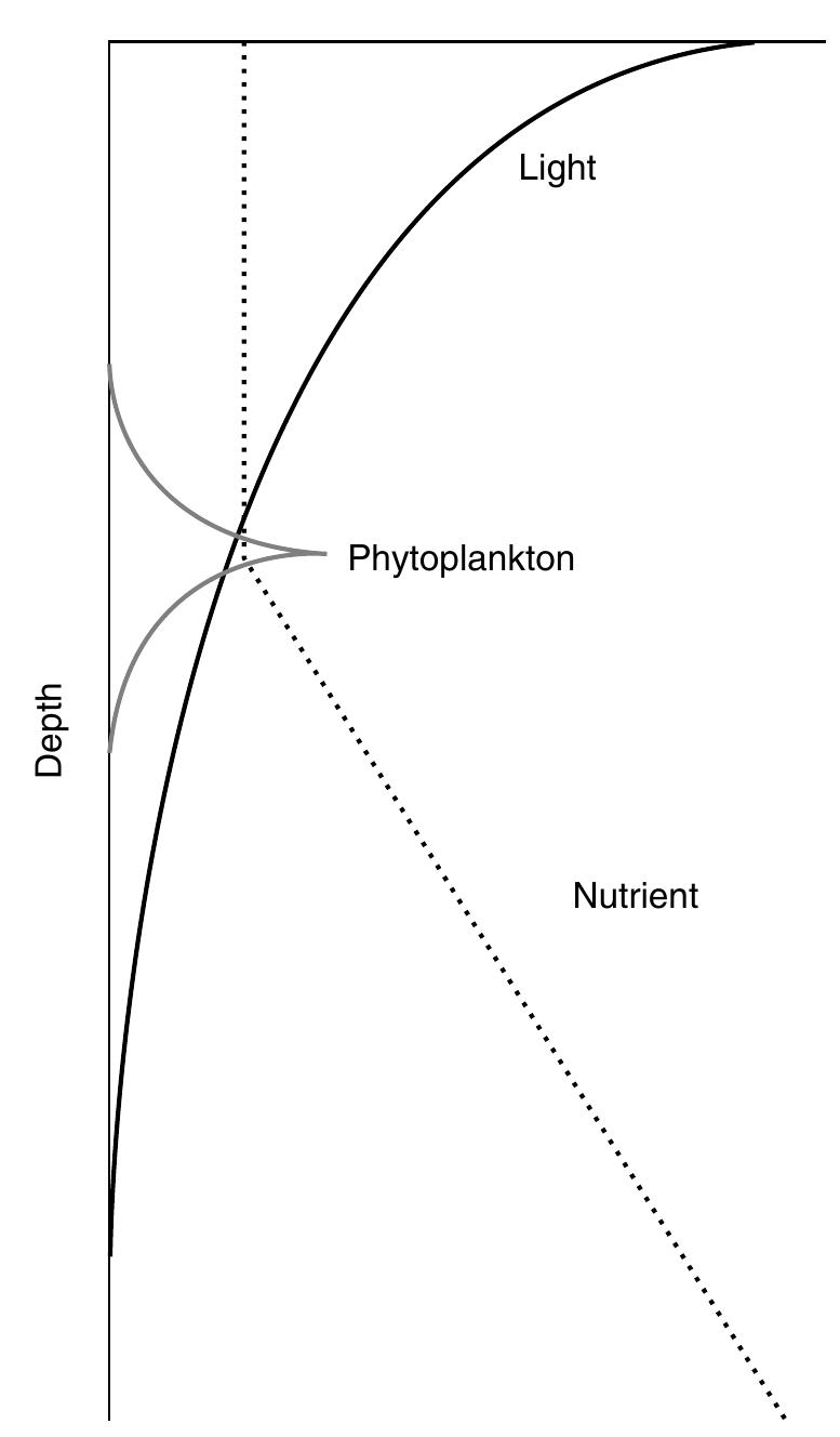 FIGURE 2. Typical heterogeneous distributions of light, a limiting nutrient, and a subsurface chlorophyll maximum in the water column. 