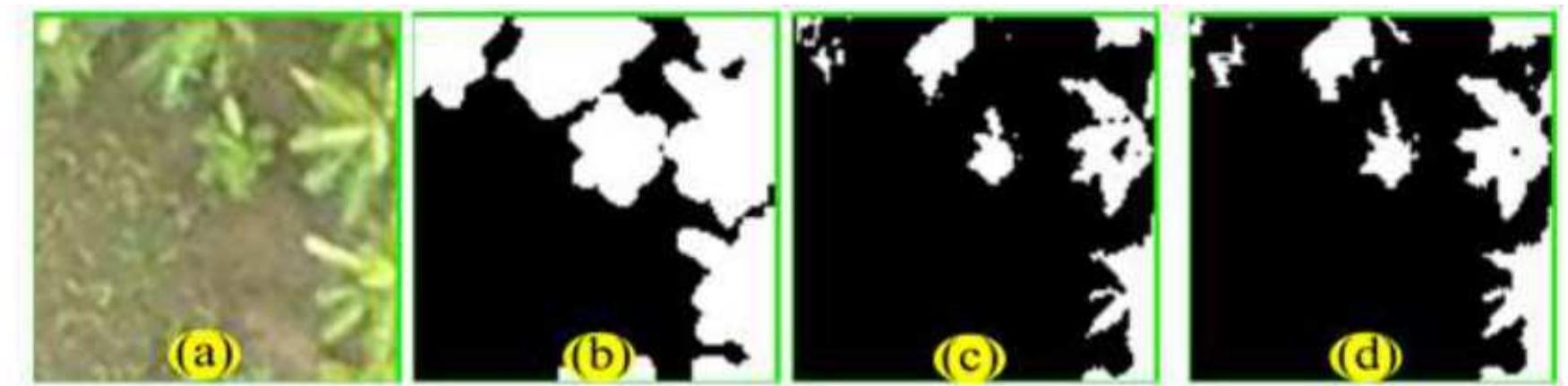 This section discusses banana tree crown mapping using the proposed Banana-Seg method. The performance of proposed Banana-Seg method is compared with a 1D-CNN method. A total of 375 images were used for the training. The training images were augmented by rotation to increase the training set to 2622 images. Each image was resized to a size of 100 * 100 pixels. The resizing is required to decrease the computational complexity of training the network. The model was tested on a total of 22 unseen images by the model. Figure 2. Shows the visual outputs of the proposed method. Figure 2(a) is the original image. Figure 2(b) is the annotated output or ground truth. Figure 2(c) is the segmented output using 1D-CNN and Figure 2(d) is the output of the tree crown mapping using the Banana-Seg method. It can be observed from the visualization that Banana-Seg performs better than 1D-CNN method.  Figure 3. To Figure 5. Shows the visualization of the prediction for 3 more test images. The visualization demonstrates the robustness of the proposed method in extracting tree crown  images for multiple test images.   Figure 2 Image 2. (a) Original image (b) reference image (c) 1D-CNN (d) Banana-Seg 