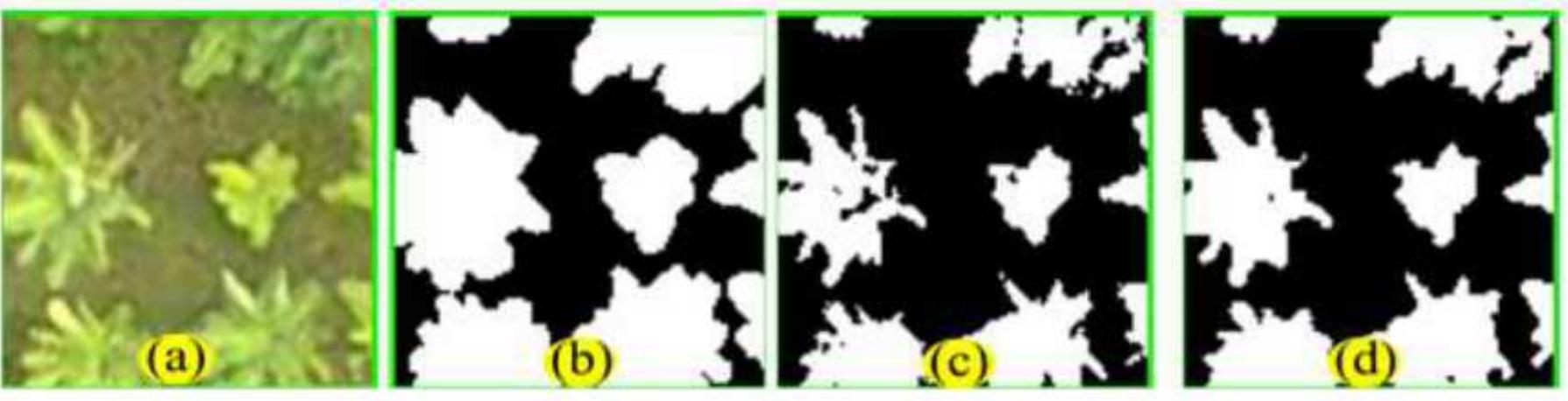 Figure 5 image 5. (a) original image (b) reference image (c) 1D-CNN (d) Banana-Seg  Banana-Seg, A Fully Convolutional Deep Neural Network for Banana Tree Crown Mapping i Aerial Imagery Acquired From an Unmanned Aerial Vehicle (UAV) 