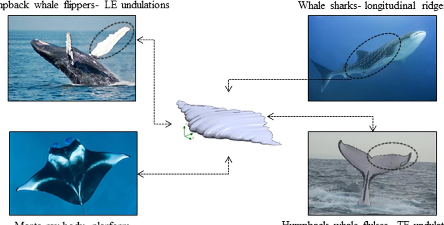 In general, geometric deficiencies can be present in the manta ray's external morpholo g g p y rp gy  (eidonomy) d  ue to injuries or bites on T.E. of their pectoral fins caused by predator's attacks  (e.g. sharks/mammals), boat strikes while feeding or swimming close to the oceanic water surface. As explained in detail by Stevens et al., manta rays exhibit a noticeable capability to hese body wounds and regenerate large portions of the missing flesh [8]. Many examples of manta rays with these types of injuries have been observed by Stevens et al. over  quickly heal  he years in t  he Ma  dives and Mozambique manta ray populations [8]. As mentioned earlier,  one of the famous examples with a 'geometric deficiency’ at T.E. is a reef manta ray (Mobula alfredi), namely 'Babaganoush.' The manta ray has been injured by a speedboat strike and has been observed for t arge and deep injuries at T.E. in November 2018 [14]. However, the manta was incredibly healed in the next show-up in May 2019, as observed by' The Manta Trust.’ In the present paper, the injured hydrodynamic consequences of these kinds of ‘geometric deficiencies’ (Fig. 3-e).  he first time in the Maldives by 'The Manta Trust' research team having  body planform of 'Babaganoush' in May 2019 is considered to assess 