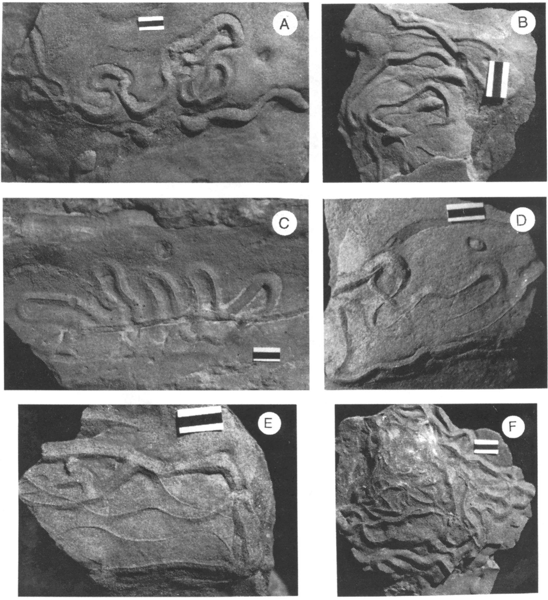 FIG. 8. Psammichnites implexus. A. Specimen displaying meandering tendency, but exhibiting self-overcrossing. Pottsville Formation, Alabama, USA. Holo- type (GSATC 236). B. Specimens associated with tear-shaped resting structures. Pride Mountain Formation, Alabama, USA. GSATC 241. C. Specimen in ripple trough displaying guided meandering. Stull Shale Member, Kansas, USA. KUMIP 288507. D. Specimen exhibiting guided meandering tendency cross-cutting another specimen. Pottsville Formation, Alabama, USA. Paratype. GSATC 238. E. Differential preservation of the dorsal ridge on ripple crest, the trace outline is hardly visible. Pottsville Formation, Alabama, USA. Paratype. GSATC 240. F. Scribbling pattern resulting from self-overcrossing and overlapping among spec- imens. Differential preservation of the dorsal ridge on top of the ripple also observable. Pottsville Formation, Alabama, USA. Paratype. GSATC 241. All speci- mens preserved in full relief on upper sandstone surface. Bar scale = 1 cm. 