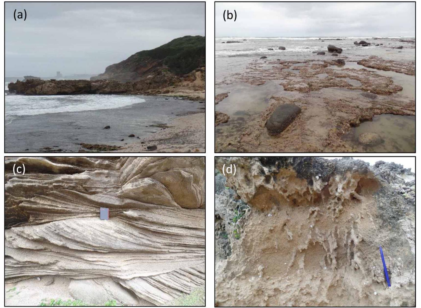 Figure 5. Examples of aeolianite and beachrock facies at East London, Eastern Cape Province. (a) Erosional platform located at ~5 m asl, corresponding to sea-level position during MIS 5e (e.g. Cooper and Flores, 1991), (6) beachrock exposed within the intertidal zone, (¢) aeolianite developed in cross- bedded dune facies, (a) rhizoliths developed in a protosol. 