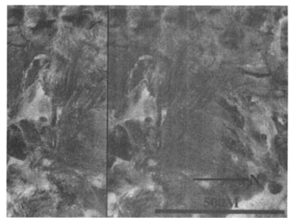 Fig. 2d. Stereo aerial photo pair of southwest Lake Bonneville, Utah. Horizontal steps are strandlines associated with recession of the lake from the Bonneville level. These strandlines are most easily visible in aerial photos when they lie on relatively gentle slopes that face the main body of the lake. Several prominent strandlines are seen to curve around from the right side of a promontory (at upper left) and fade out on its left side. The slope on the left side of the promontory is steeper than on the right, and the right side faces the main body of the lake. Wave energy was greater on the right side than on the left. Perhaps in similar fashion, the Protonilus massif in Figure 2c has concentric striae on its northeast side, which locally faces the open northern plains, away from the lowland/upland boundary escarpment. Aerial photos courtesy the Earth Technology Corporation. 
