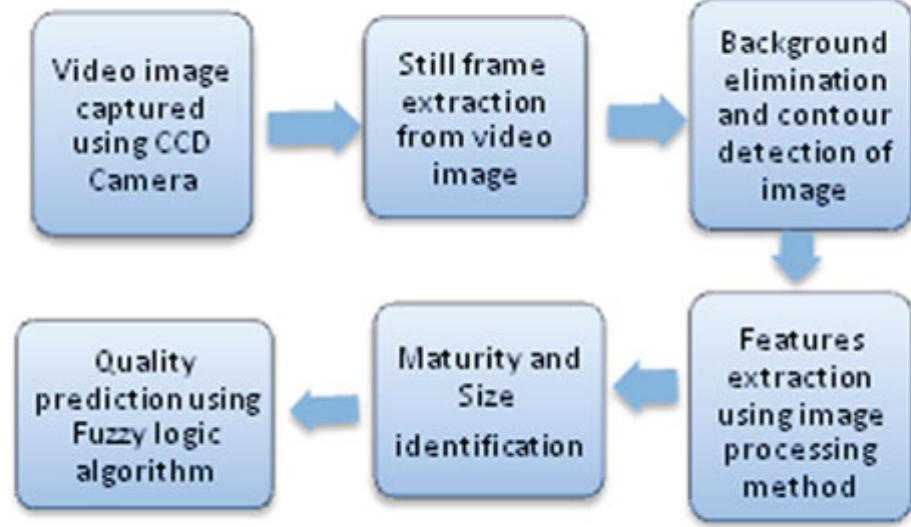 Fig. 8 Flowchart of sorting and grading process 