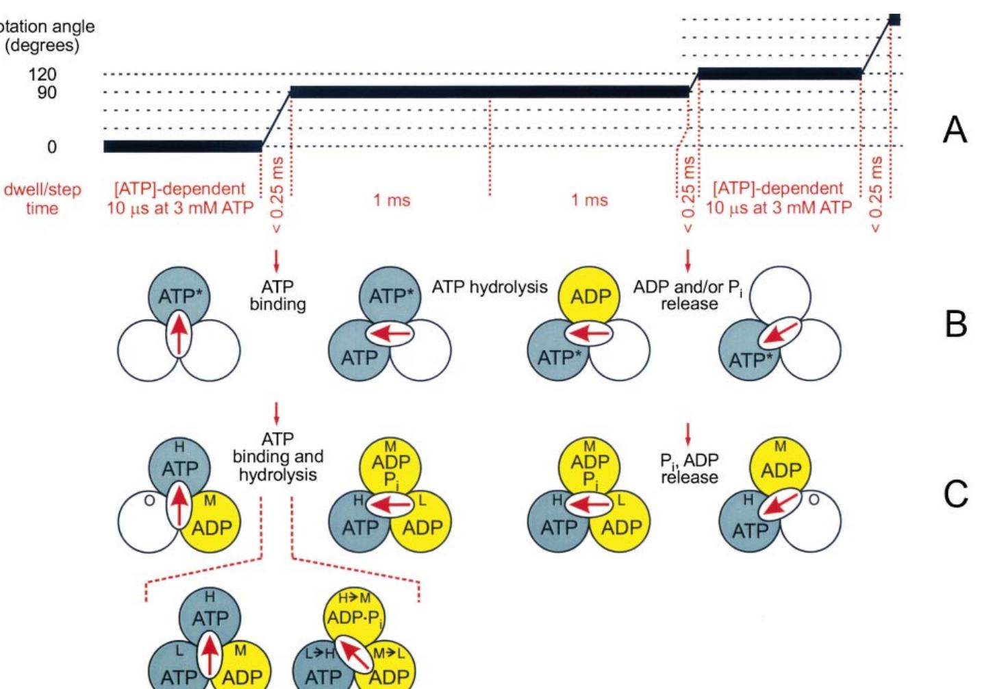 Fig. 5. Substeps in ATP synthase subunit rotation: possible correlations to enzyme catalytic pathway intermediates. (A) The series of substeps of y rotation as determined by Yasuda et al. [145]. (B) Correlation of substeps of y rotation with enzymological intermedi- ates, as postulated by Yasuda et al. [145]. ATP with asterisk represents ATP or ADP+Pi [145]. (C) Correlation of substeps of y rota- tion with enzymological intermediates, as postulated by the authors of this review. H, M, L refer to high-, medium- and low-affinity catalytic sites; O indicates an empty site. 