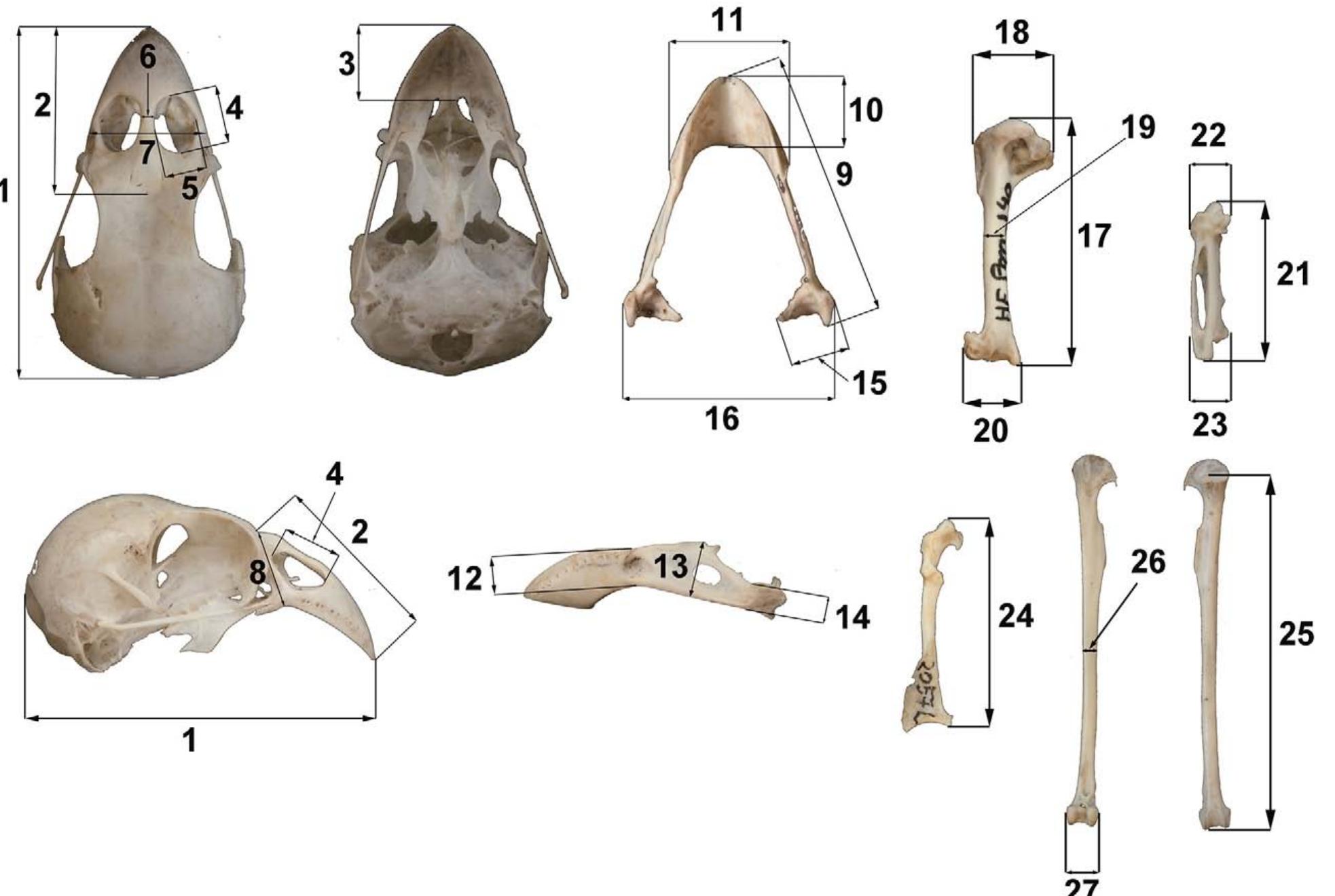 FIGURE 2. Measurements. 1: cranium length, from the apex of t premaxilla, from the nasofrontal hinge to the premaxillary apex; the premaxillary apex; 4: nostril length, 5: nostril width; 6: proc ht; 9: mandible length; 10: length of the mandibu ht of mandibular ramus; 13: maximum mandibular h ateral cotyla; 16: maximum width of the mandible; 17: humerus length, from the caput humeris to the end of processu. ft at midpoint; 20: humerus distal width; 21: carpometacarpu:  heig! heig! the |  eng  flexorius; 18: proximal humerus width; 19: humerus wid h; 22: carpometacarpus proximal width; 23: carpometacarpus distal width; 24: coracoid  acrocoracoideus to the angulus medialis coracoidei. 25  the d end.  istal part o  f the distal condyles; 26: tibiotarsus widt  ar symp  3: ventral length of the premaxi  minimal mandibular height at t  th of sha  he premaxilla to the end of the cranium; 2: dorsal length of th  la, from the palatine notch t  essus dorsonarialis width; 7: premaxilla width; 8: premaxill: hysis; 11: maximum width of the symphysis; 12: minimun eight; 14:  he lateral cotyla; 15: length o  length, from the processu.  : tibiotarsus length from the apex of the facies articularis medialis t h of shaft at midpoint; and 27: tibiotarsus maximum width of the dista 