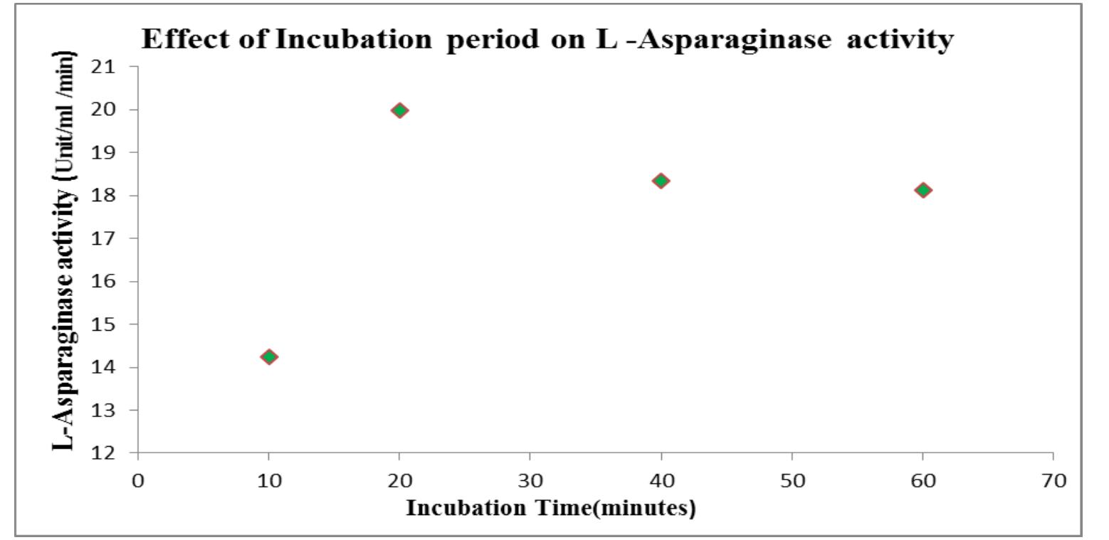 Fig 6: Effect of Incubation period.  Significant difference was observed on enzyme production when analyzed under different reaction periods and confirmed 