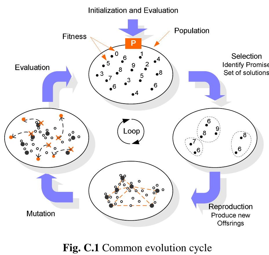 Fig. C.1 illustrates a typical iterative cycle of evolutionary algorithms and the three main mechanisms used to drive evolution forward, namely, reproduction, mutation, and selection. The fundamentals of EAs are based on the existence of a population of individuals that will change dynamically in each generation (each loop cycle) through the influence of operators mimicking the biology cycle of life.  The major task of EC techniques and in GA in particular is to compute artificial models simulating an evolutionary process. They differ from more traditional search algorithms in that they work with a population of candidate solutions that will evolve progressively towards a certain goal. Meanwhile the algorithm itera- tively applies probabilistic transformations to the population and uses a selection scheme to obtain an improved population. This goal is to find the best possible approximate solution of a given complex optimization and design problem. The artificial models mimic natural evolution in a simplified way. The three main me- chanisms used to drive evolution forward are depicted in Fig. C.1. 