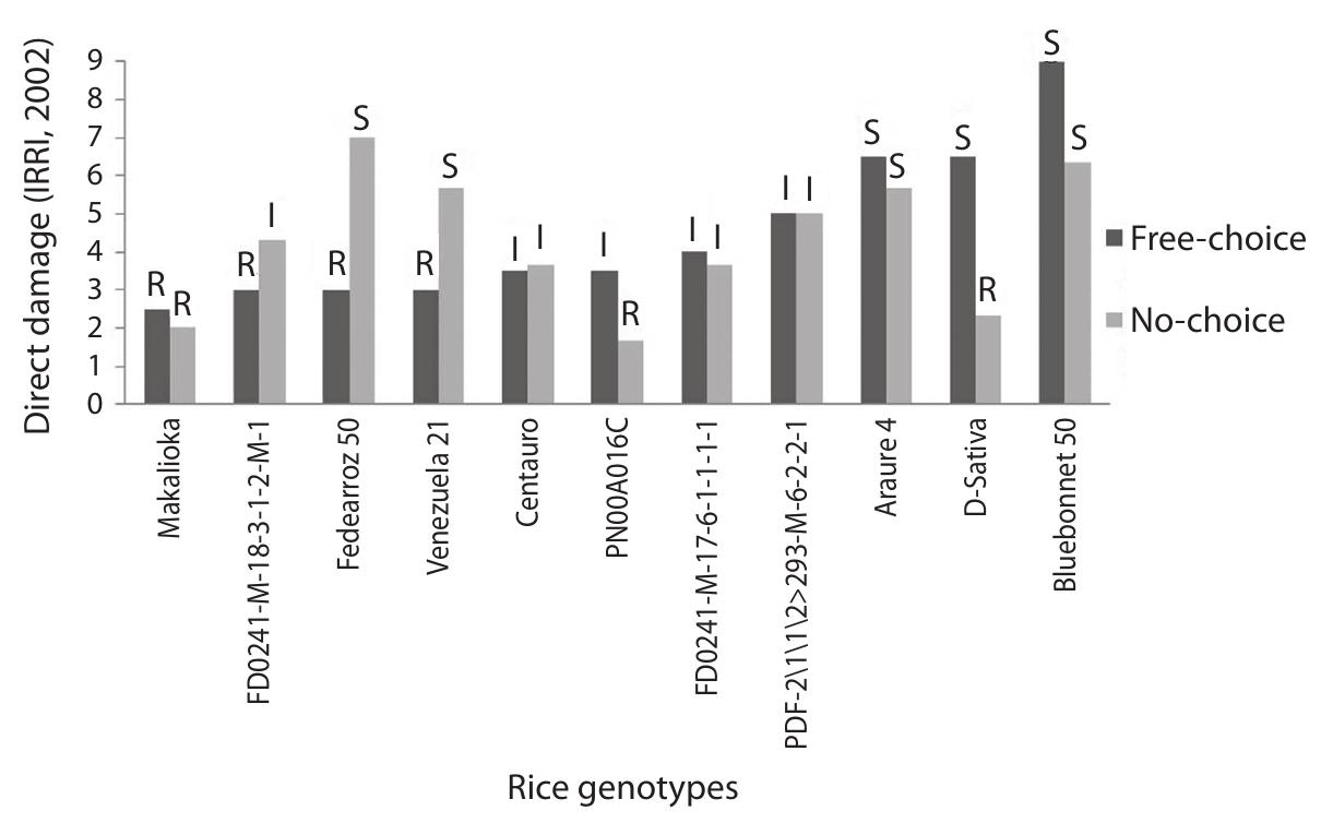 Fig. 3. Average of direct damage produced by Tagosodes orizicolus on rice cultivars and elite lines in row free-choice and no-choice tests. 
