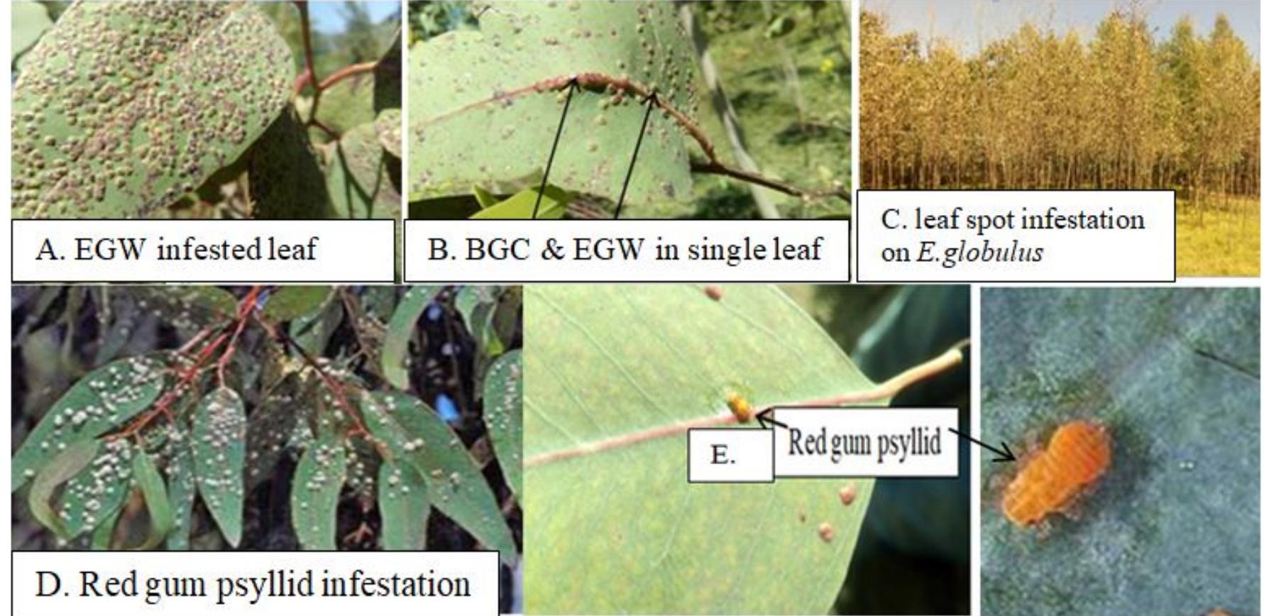 Atter the collected specimens were dried within 6 Jays no open galls were observed in the green color  ral  s and no emerged adult dead insects were  counted from the petri dishes. The number of galls  per pin  leaf was counted directly from each leaf. The k color galls were opened and insects were found  Jead in the petri dishes. To determine the total number of galls per leaf, insects in the petri dishes  and pin  the un-open galls were summed up. From the  k color galls averagely 38 galls per leaf was  At the field, severe injury was observed on the young foliage’s of E. camaldulensis plantations and the result is similar with Mendel et al. (2004) and Kim et al. (2008), which reported that these parts are the most susceptible parts to BGC insect pest. Mostly two colors of galls were manifested  Fig. 4: EGW and BGC in a single leaf of E.camaldulensis, & E.globulus affected by leaf spot 