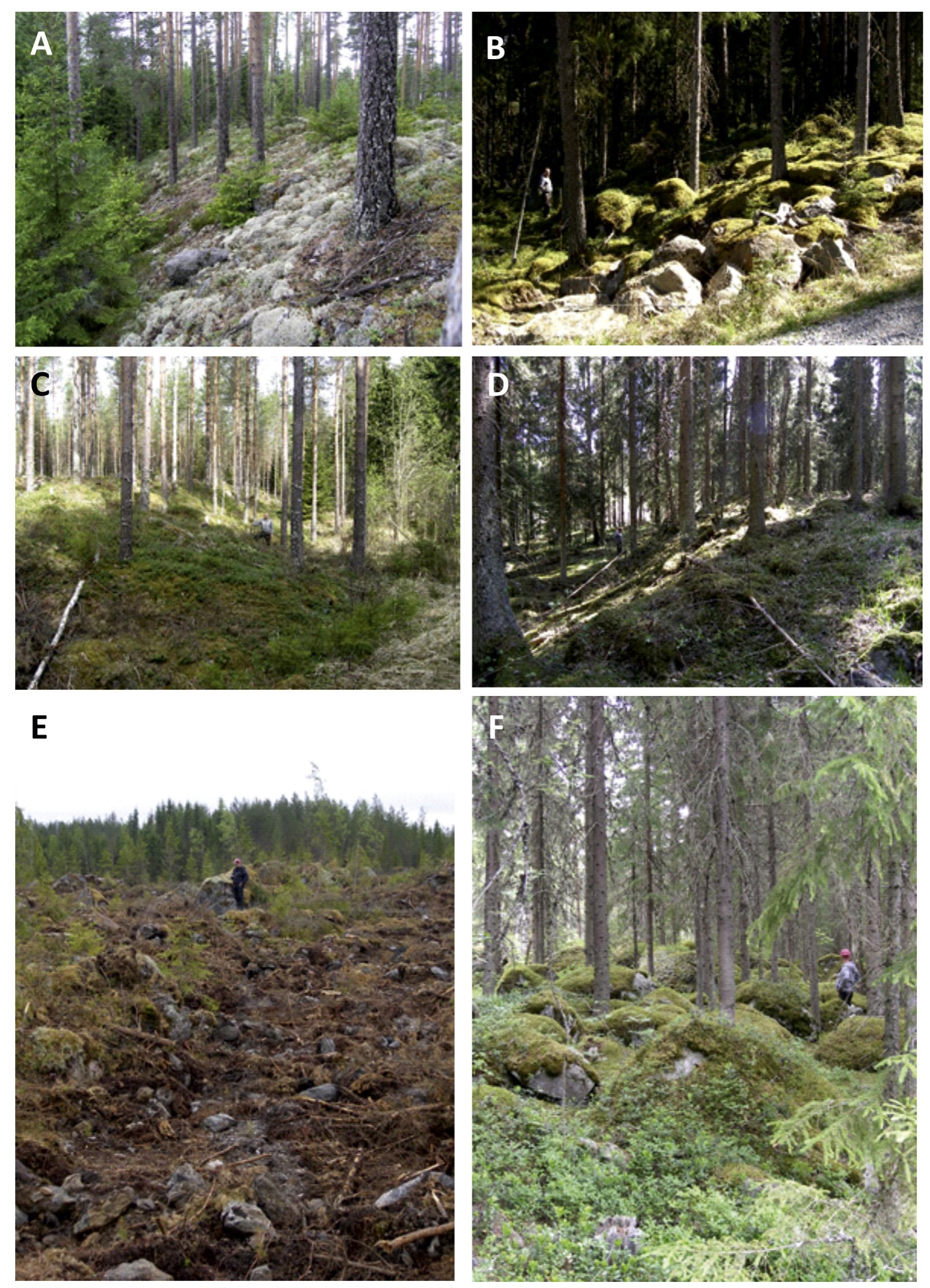 Fig. 6. Marginal down-ice slopes and small boulder ridges of the triangular landforms (A) The slope of a triangular landform in the Kyndasjarvi W site (12, see Fig. 5C) (B) The boulder-rich low escarpment within the Murtoo system (C) The slope of a triangular landform in Saaksjarvi N site (7). Note the person for scale (D) The low escarpment within the Murtoo system (site 16) facing towards a bedrock fracture valley (E) The bouldery surface of a triangular landform in Fig. 5B with a boulder ridge behind a person in the Kynasjarvi W site (12) (F) A boulder ridge alongside of a triangular landform within the Murtoo system (site 16, cf. Fig. 11). ° Photographs by Kari Kajuutti. 