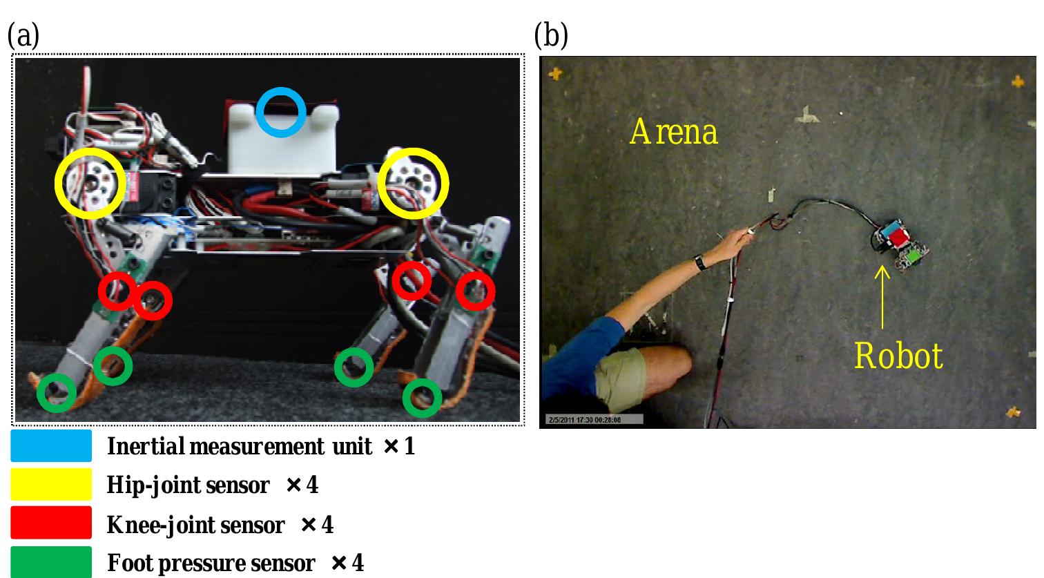 ski touring from Colltex), which has asymmetrical friction properties, was added onto the robot’s feet. This allowed the robot to get a good grip during leg re- traction (stance), and enabling sliding during protraction (swing). The mechanical design (weight distribution, proportions, springs used, etc.) was a result of previous research (e.g. [16]).  Fig. 1. Robot experiments. (a) The quadruped robot “Puppy” with its set of sensors (colored circles). (b) The arena used in the experiments (linoleum ground shown). The picture was taken from an overhead camera which was used to track the robot trajectories. 