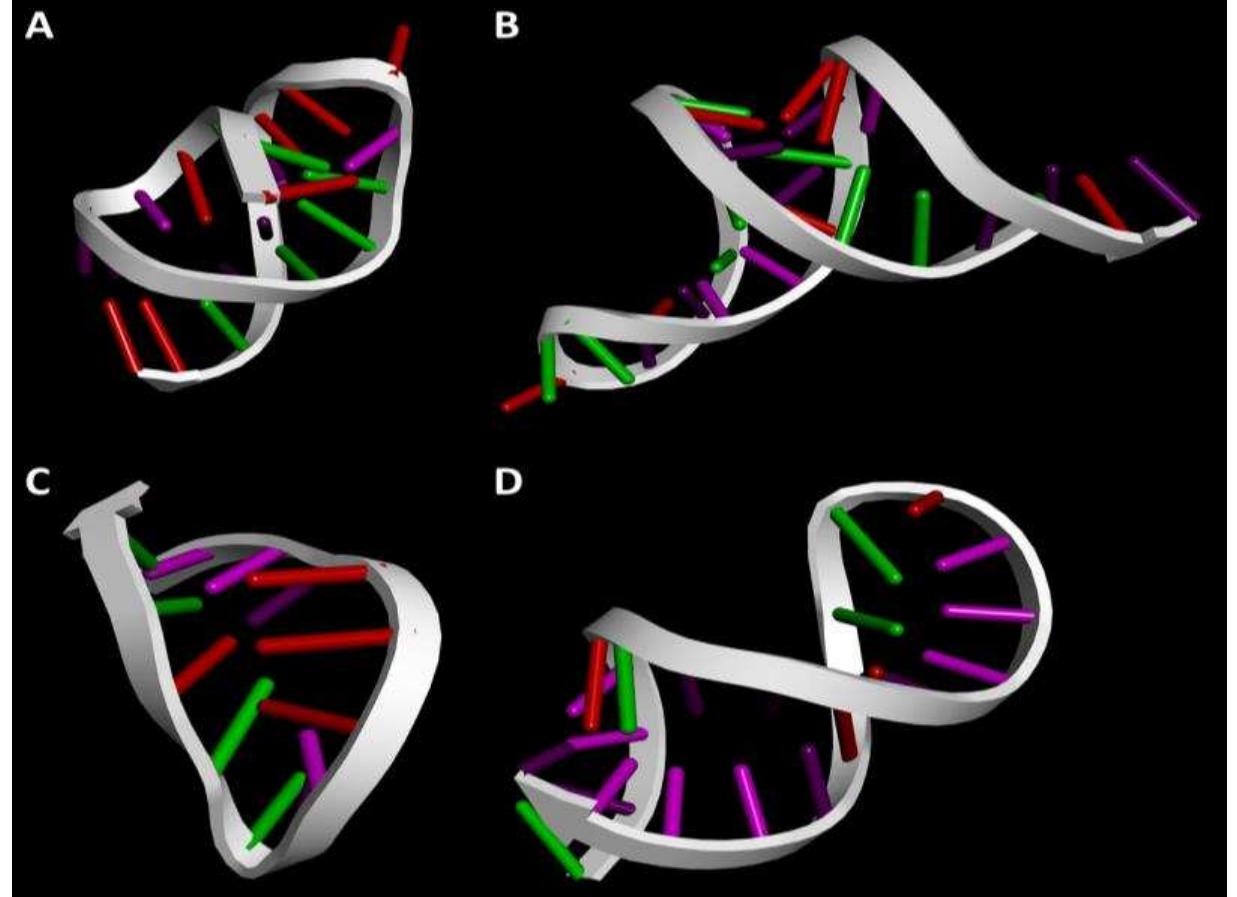 As SimRNAweb cannot model more than 200 nucleotides in a single run, only the target sites of miR-145 were visualized (instead of the whole mRNA molecule). On the other hand, the mature miR-145 molecule was visualized in full. The visualization of the mRNA and miRNA molecules are shown in Fig. 1, as well as their sequences in Table 1.  Results and discussion 