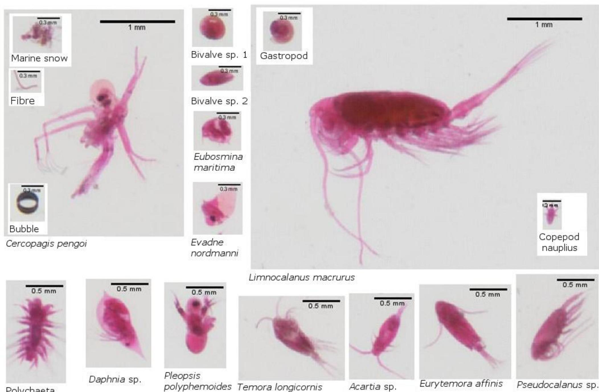 gure 2. Examples of scanned images of various zooplankton taxa and some inanimate object classes (bubbles, fibers, anc 