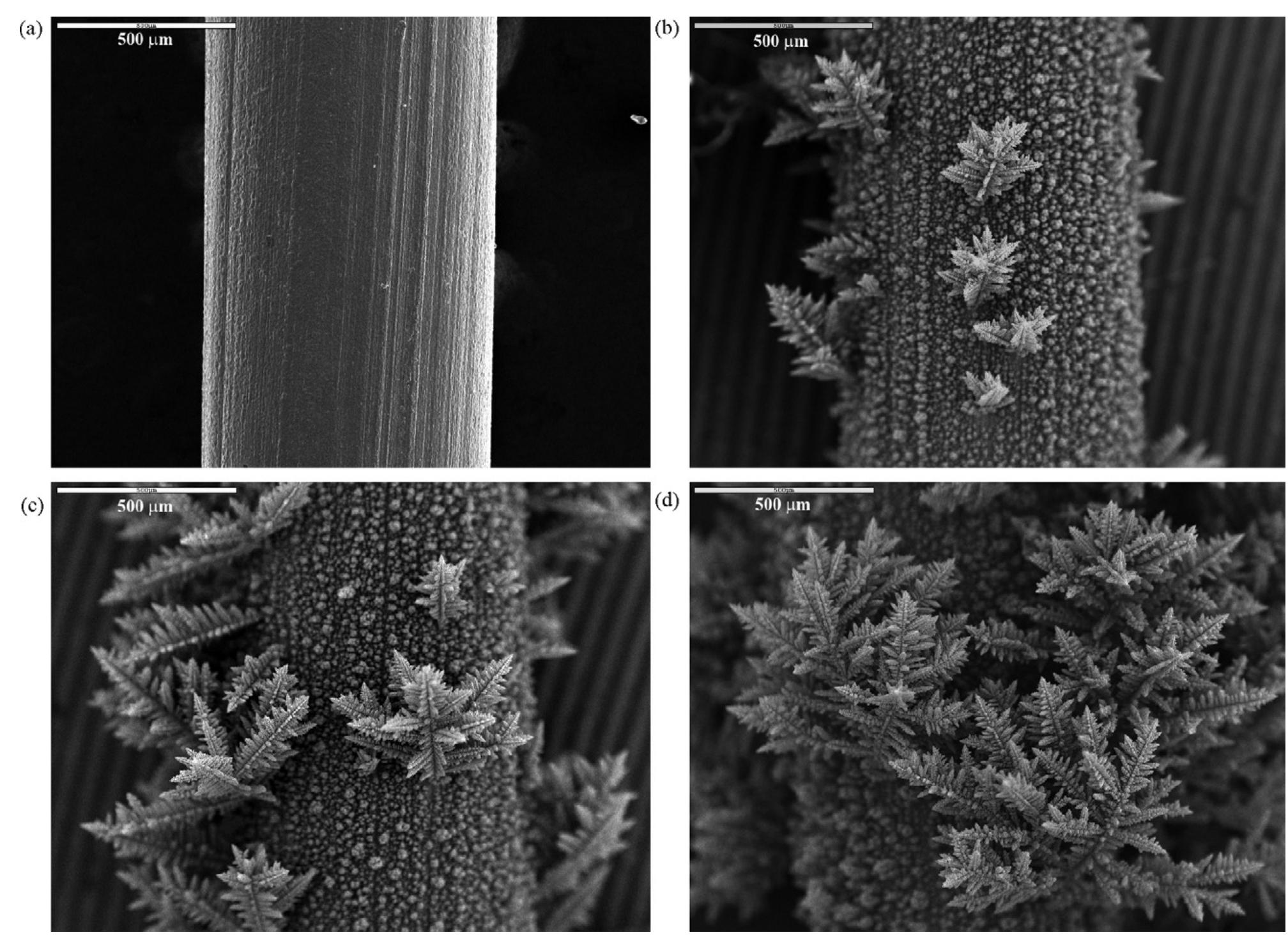Fig. 7. The photomicrographs of the substrate on which the polarization curves from Fig. 6 were obtained: (a) the initial surface, obtained by deposition of copper on copper wire for 10 min at 300 mV; (b) electrode surface obtained by deposition of copper on the substrate (a) at 650 mV for 32 min; (c) the same as in (b) but for 38 min; (d) the same as in (b) but for 92 min.  It can be noticed that Eq. (18) represents the crucial contribution of this paper. Eq. (18a) describes the linear part of the polarization curves for tin [19], silver [2] and lead [20] deposition and Eq. (18b) foresees the inflection point in the cases when nc; is low and the resistance of the electrolyte large. Finally, Eq. (18c) describes the part of the polarization curve after initiation of dendrite growth.  In fact, dendrite propagation under such conditions is under diffusion and surface energy control and 7; is then given by [9,18]: 