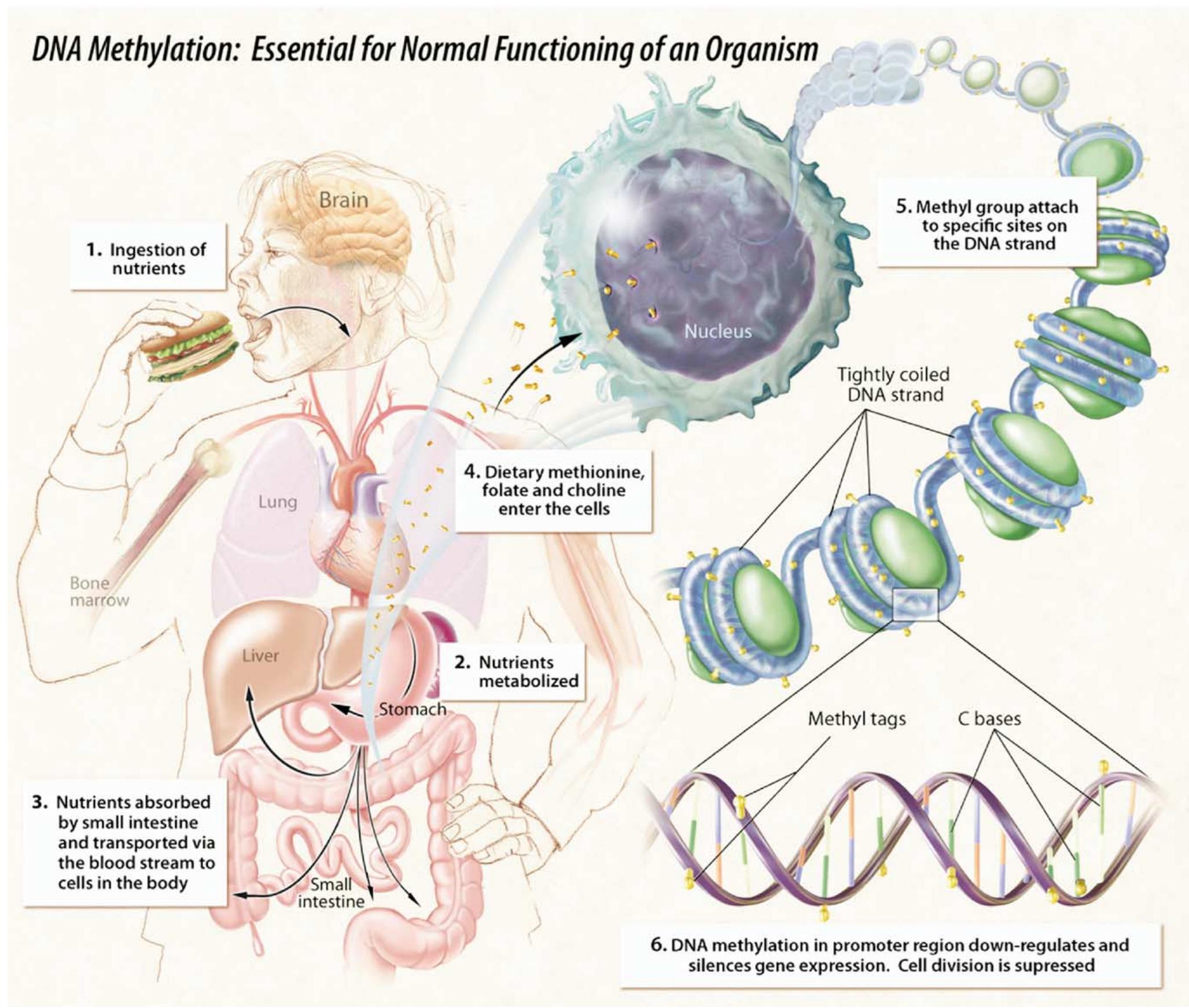 Figure 5. Dietary factors and the regulation of DNA methylation. 
