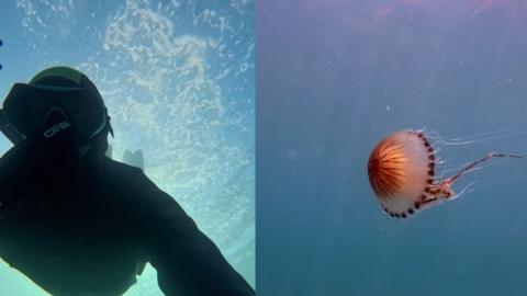 Side by side edit of a pink jellyfish in the ocean on the right hand side, and a photograph of a freediver just below the shore on the left hand side.