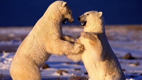 Two polar bears standing on their hind legs on snowy tundra, facing each other and touching forepaws, with a dark blue sky in the background.