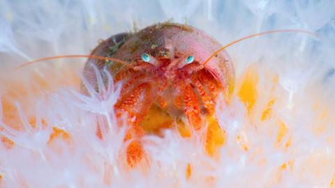 The hermit crab is pink and orange with two bright blue eyes. It is pictured among delicate white anemone-like sea life.