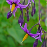Climbing nightshade flowers