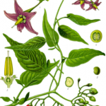 Botanical illustration flowers and fruit