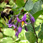 Bumble bee with S. dulcamara